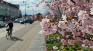 Körsbärsblommor på Drottningplan.